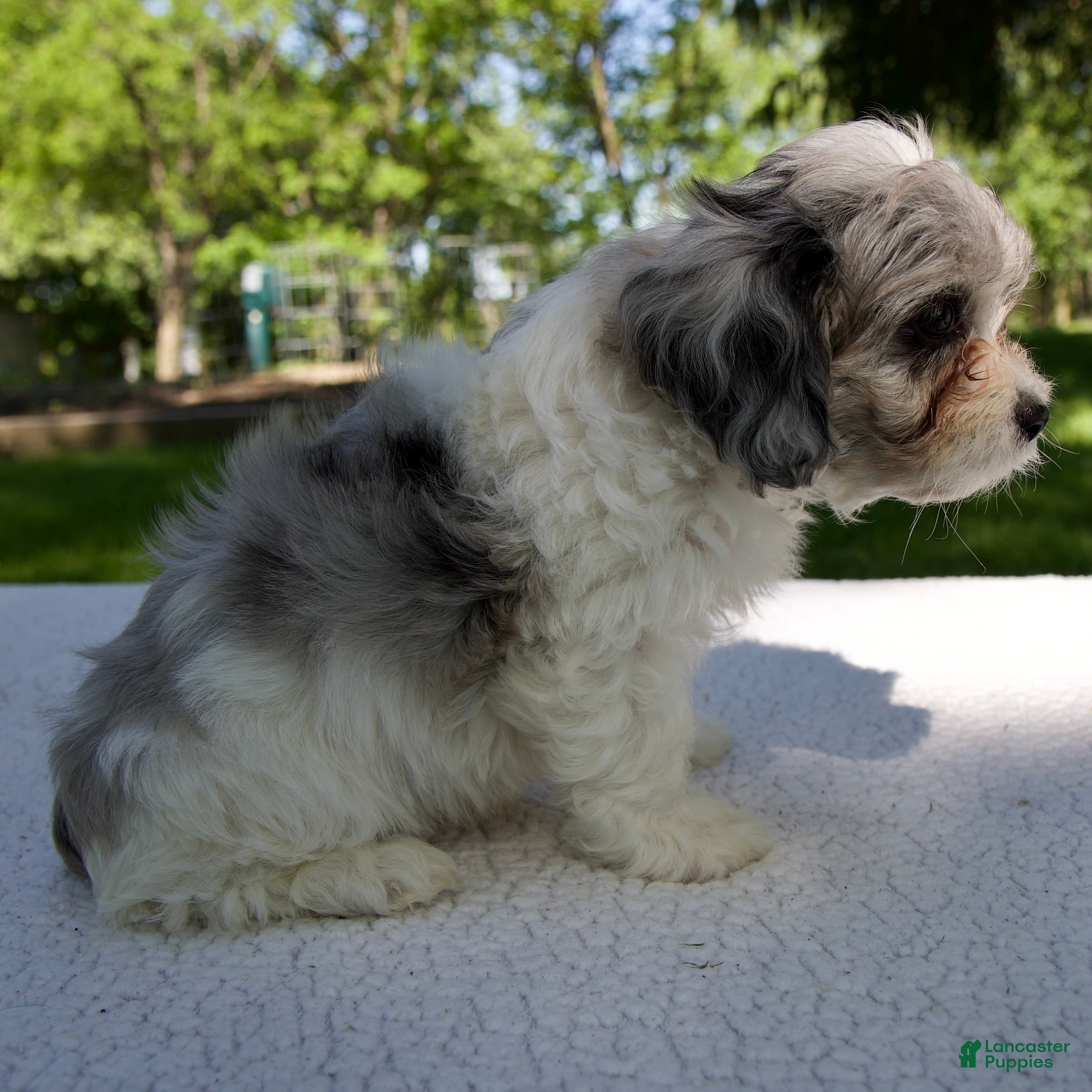 Cavapoo dogs for sale: Ethan - Ad 4