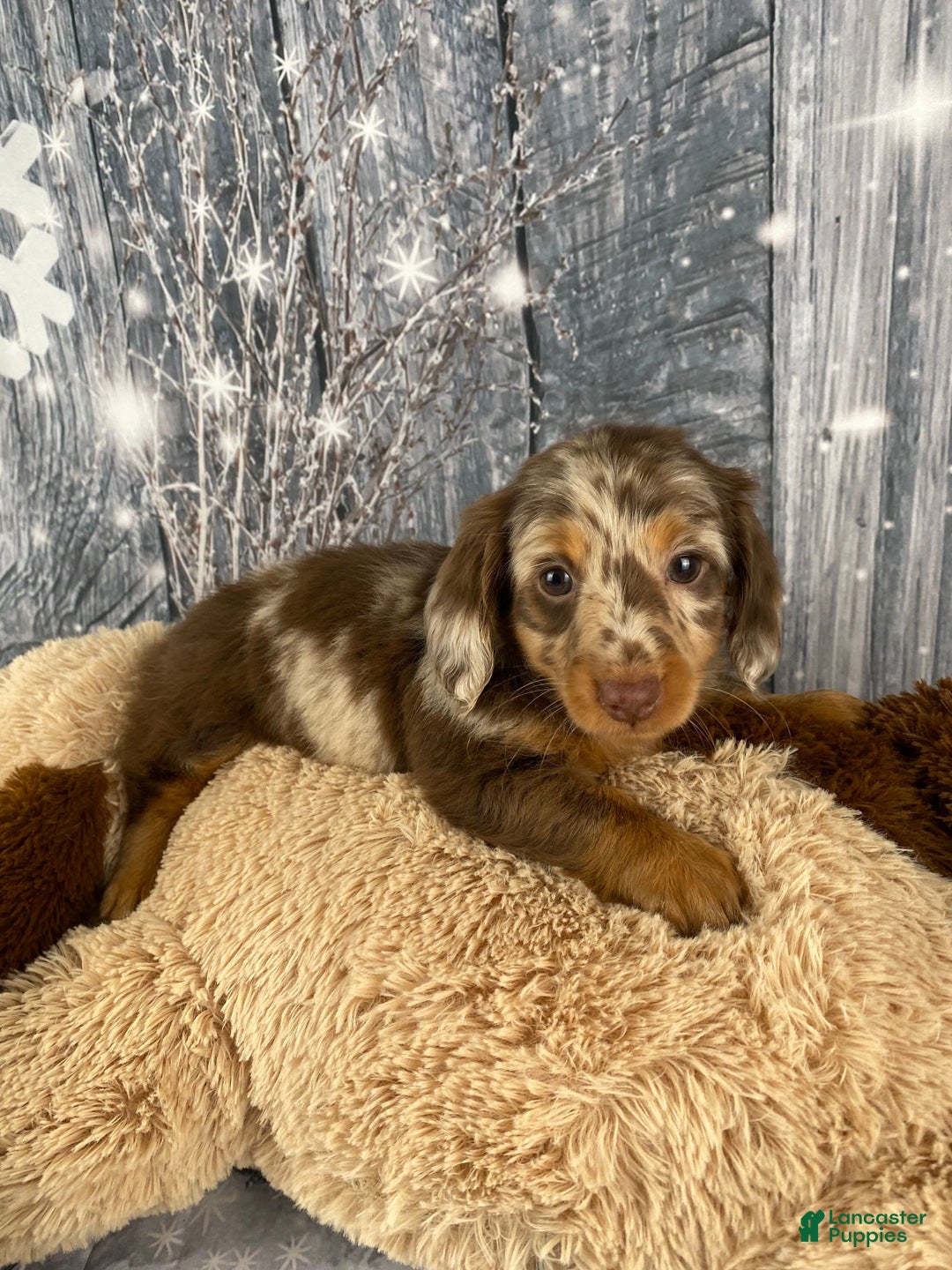 Miniature Dachshund dogs for sale: Raven - Ad 9