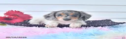 Miniature Dachshund dogs for sale: Flint - Ad 2