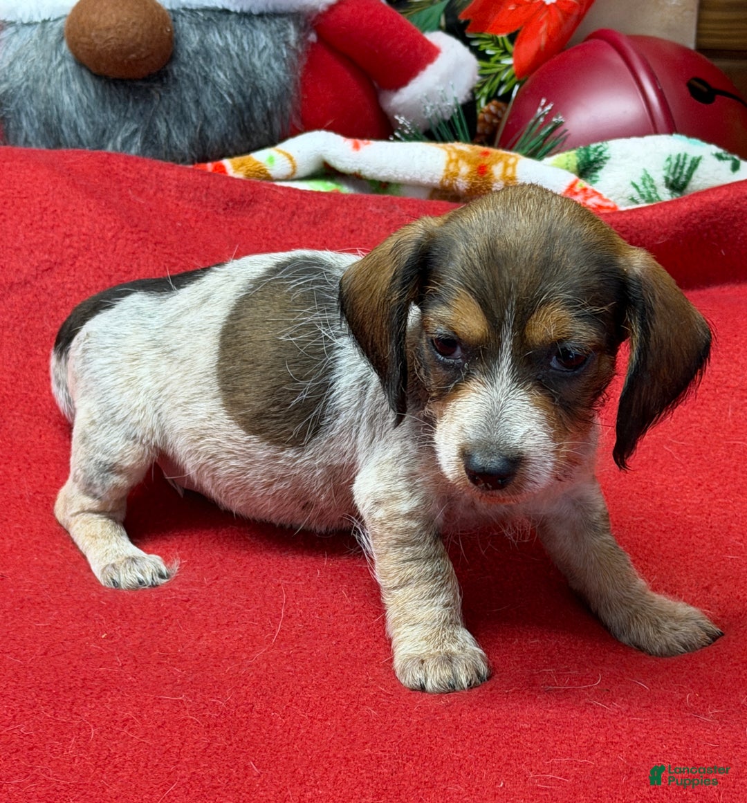 Dachshund dogs for sale: Nugget - Ad 1