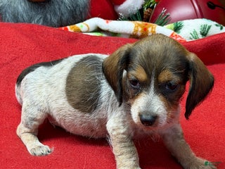 Dachshund dogs Nugget - Ad 33