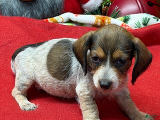 Dachshund dogs Nugget - Ad 19