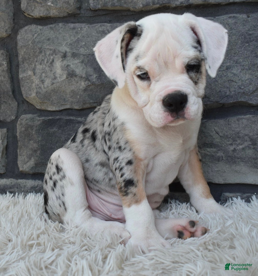 Beabull dogs Toby - Ad 2