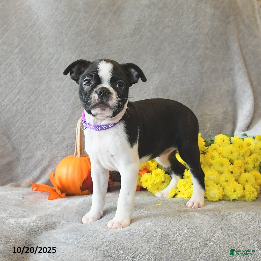Boston Terrier dogs for sale: Lexie - Ad 2