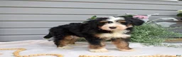 Mini Bernedoodle dogs for sale: Cedar - Ad 5