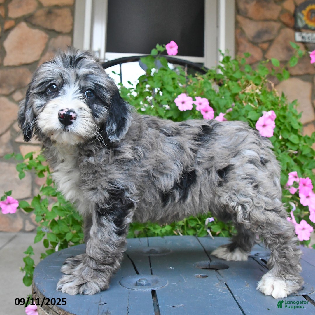 Mixed Breed dogs for sale: Prince - Ad 5