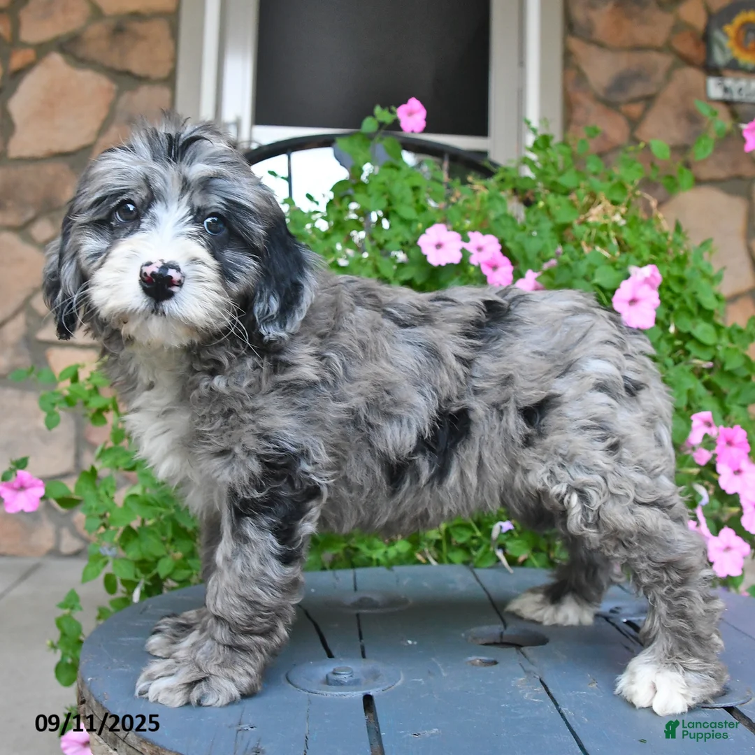 Mixed Breed dogs for sale: Prince - Ad 4
