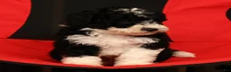 Mini Sheepadoodle dogs for sale: Tucker - Ad 7