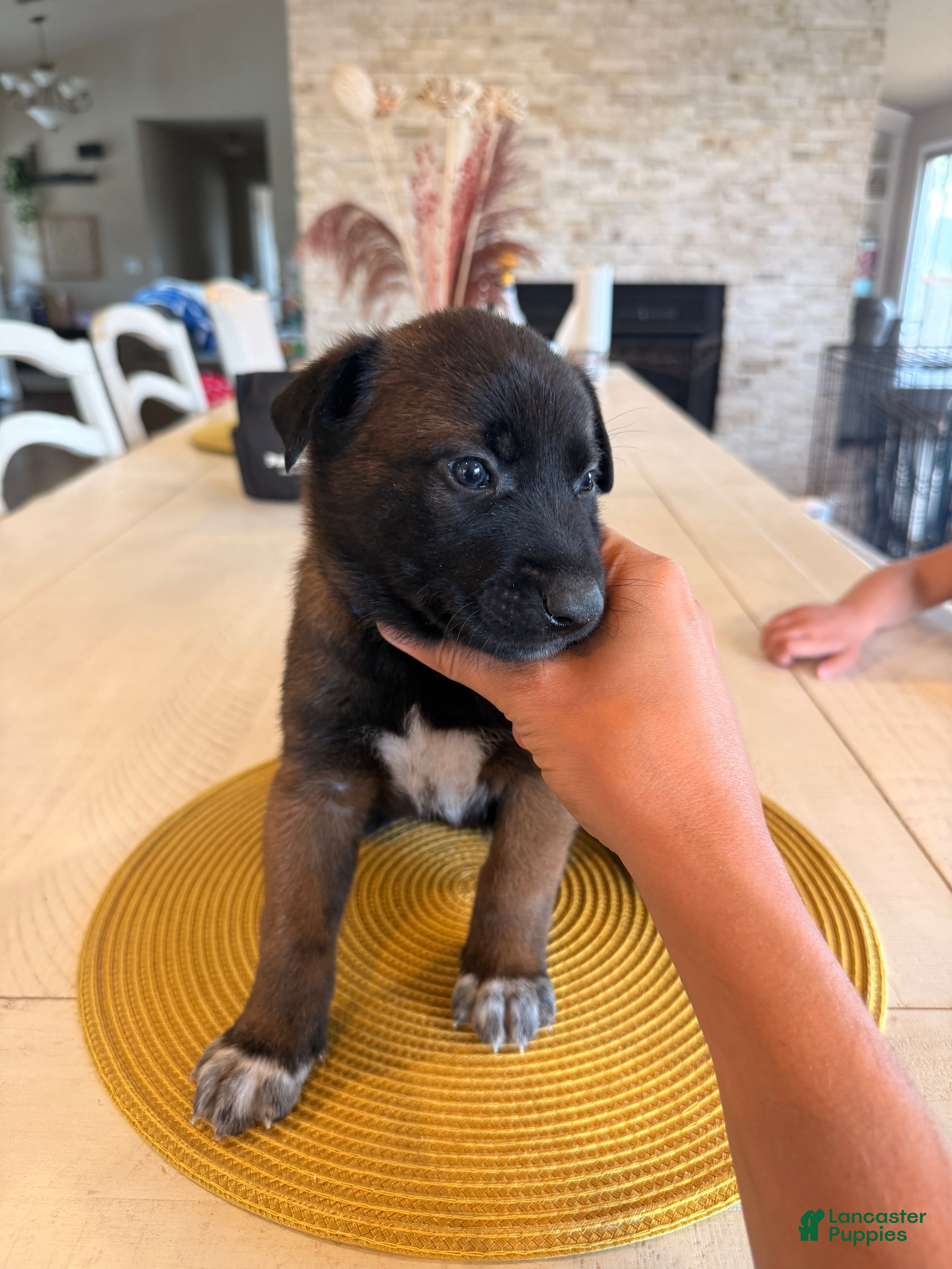 Belgian Malinois dogs for sale: Mr. Purple - Ad 4
