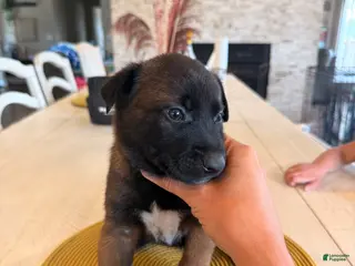 Belgian Malinois dogs for sale: Mr. Purple - Ad 4