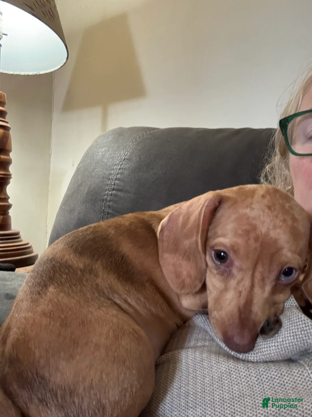 Dachshund dogs for sale: Wanda B  - Ad 2