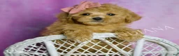 Toy Poodle dogs for sale: Hotzy - Ad 2