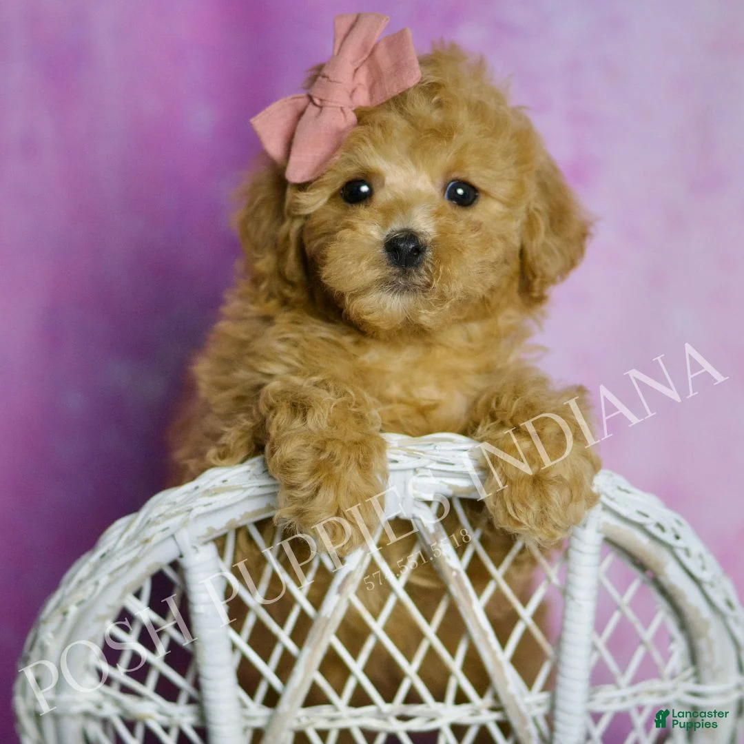 Toy Poodle dogs for sale: Hotzy - Ad 2