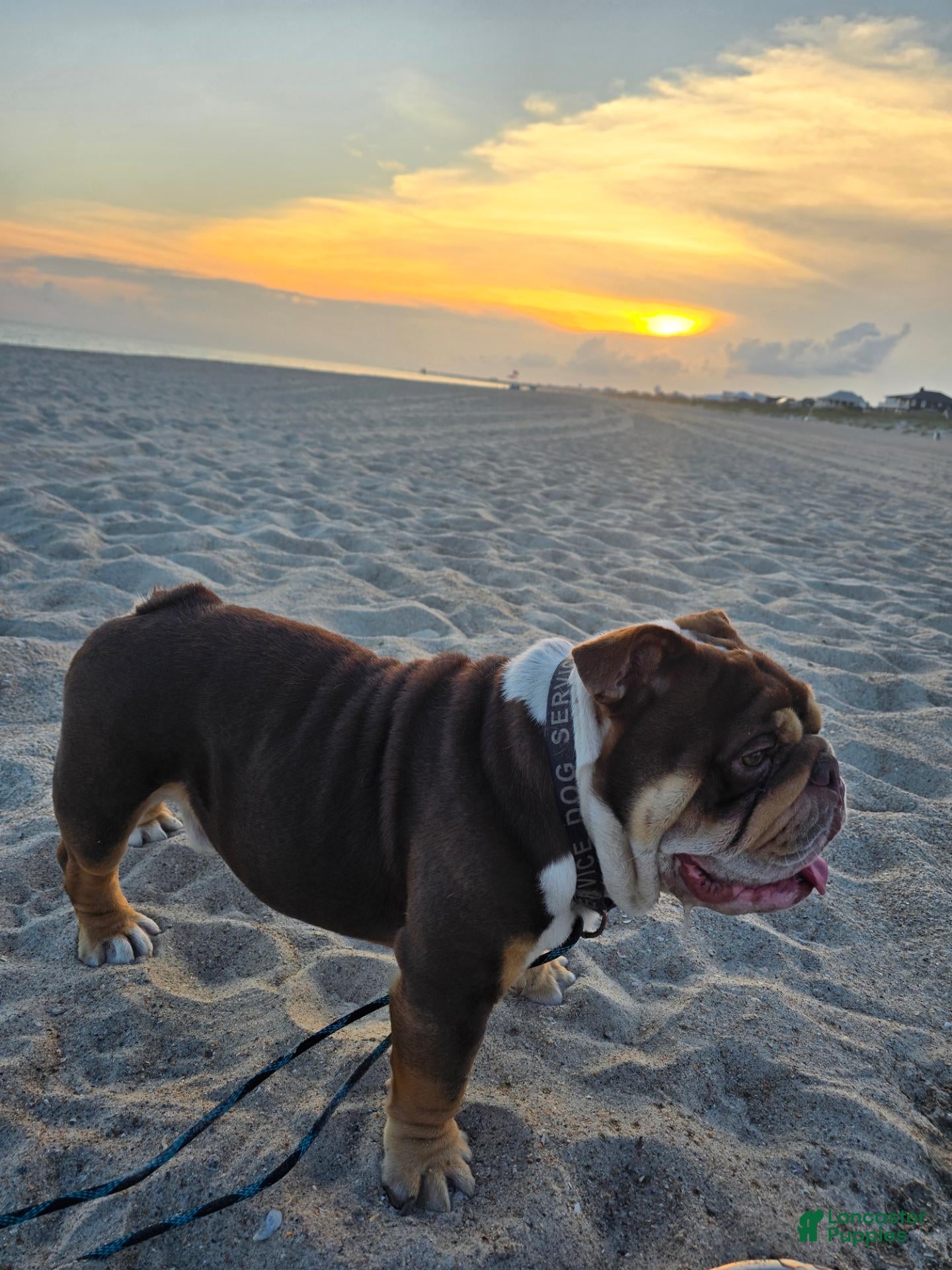 English Bulldog dogs Barachiel  - Ad 4