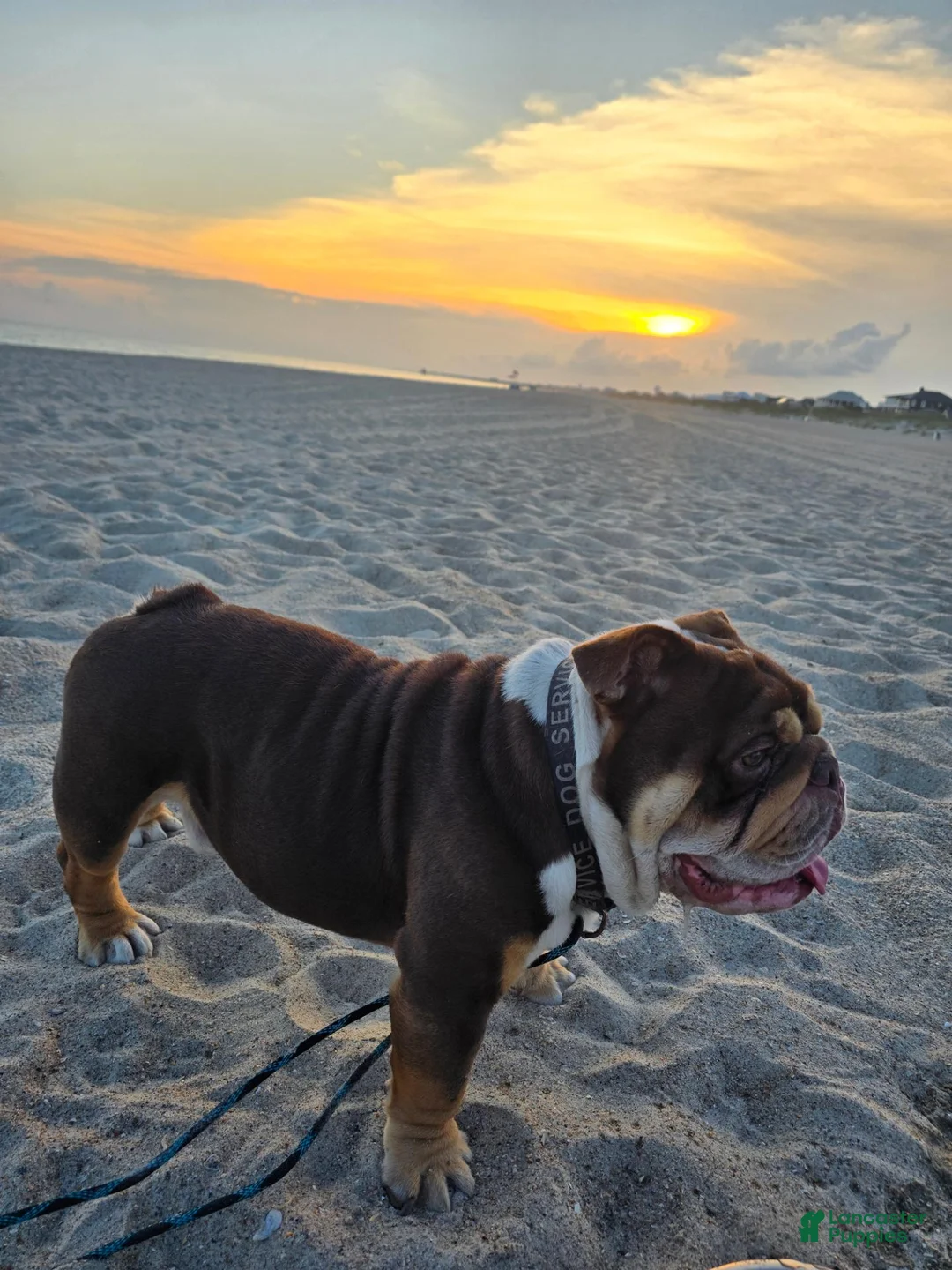 English Bulldog dogs for stud: Barachiel  - Ad 1