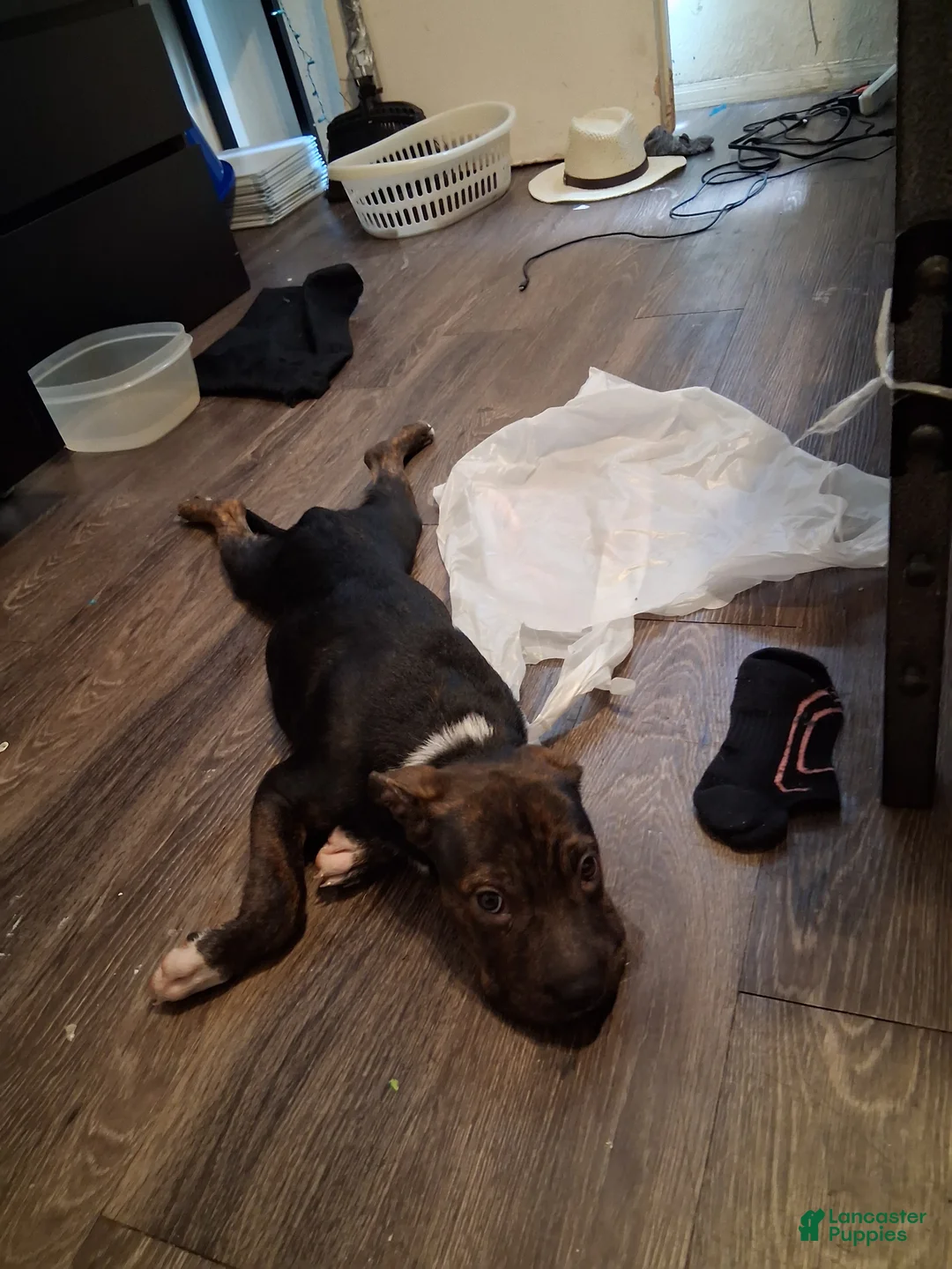 American Pit Bull Terrier dogs for sale: American Pit Bull Terrier 1 - Ad 2