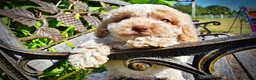 Havapoo dogs for sale: Juliet-LABOR DAY SALE-TAKE $100 OFF!!! - Ad 4