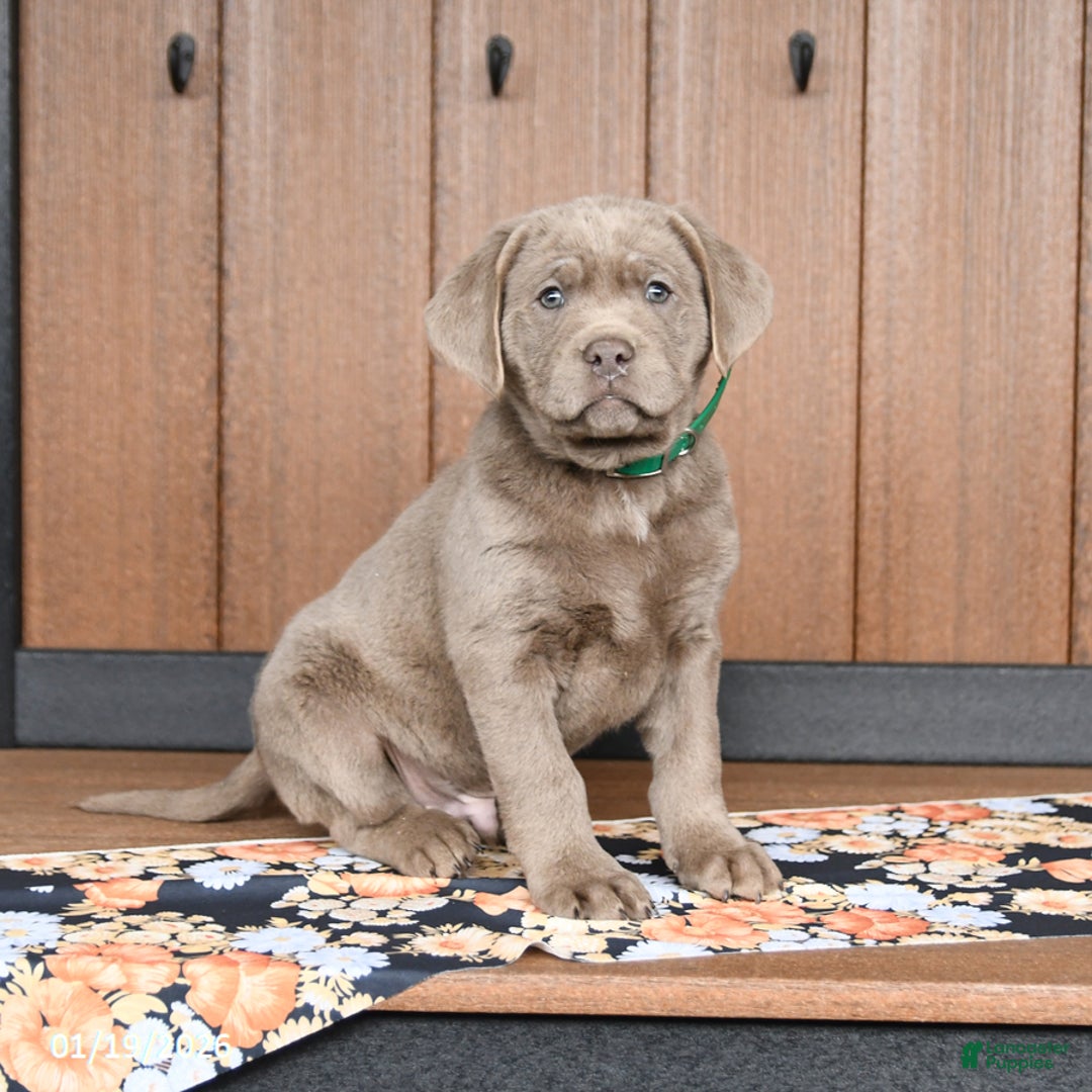 Labrador Retriever dogs for sale: Wags - Ad 1
