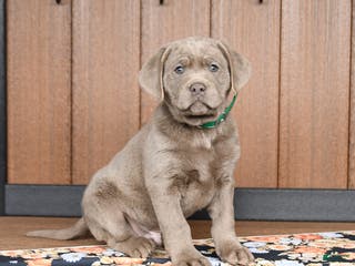 Labrador Retriever dogs Wags - Ad 37