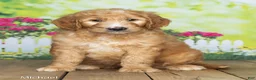 Goldendoodle dogs for sale: Michael - Ad 2