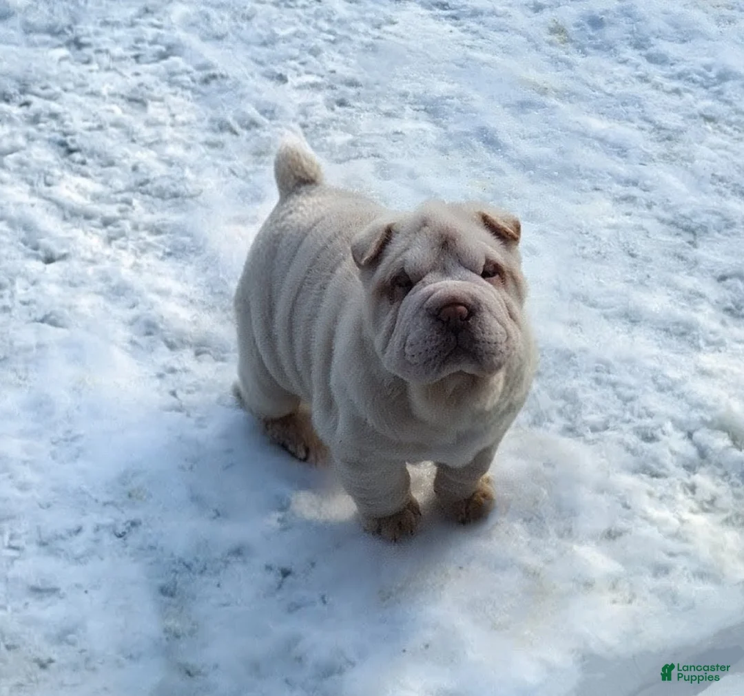 Shar Pei dogs for sale: Blizzard mini - Ad 31