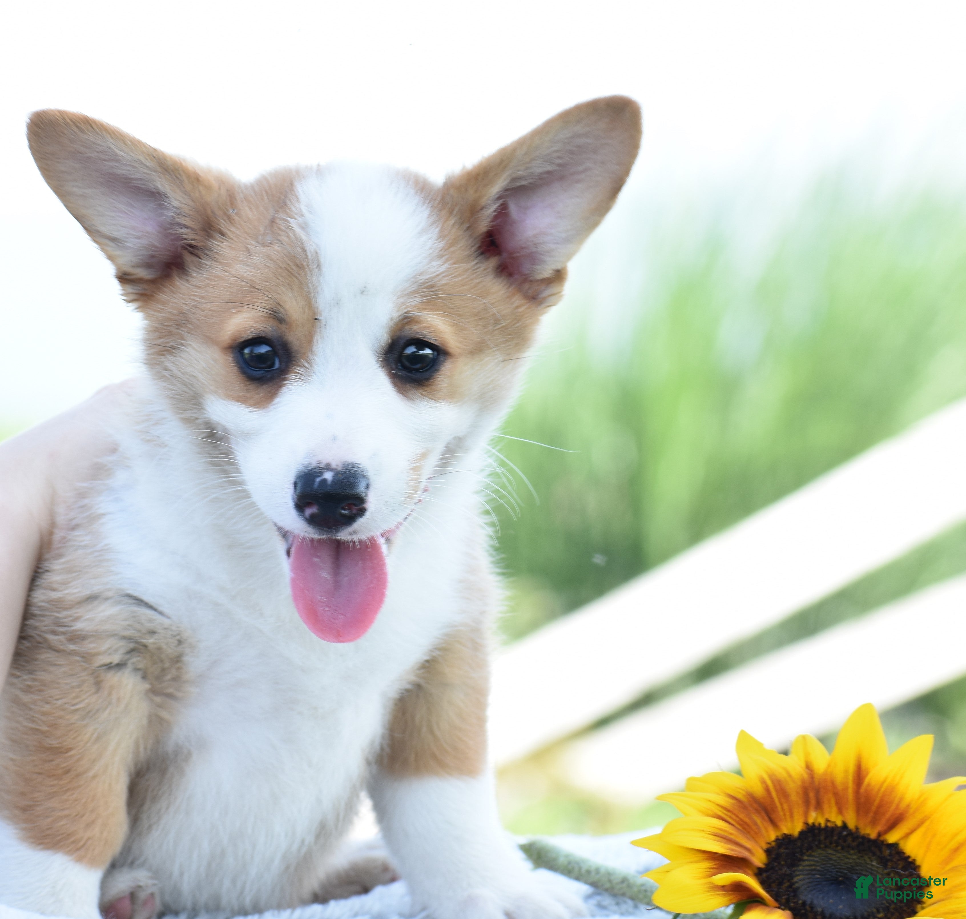 Welsh Corgi Pembroke dogs Diesel - Ad 2