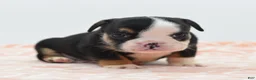 Mixed Breed dogs for sale: Princess  - Ad 26