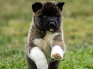 Akita dogs Panzer Jr. - Ad 11