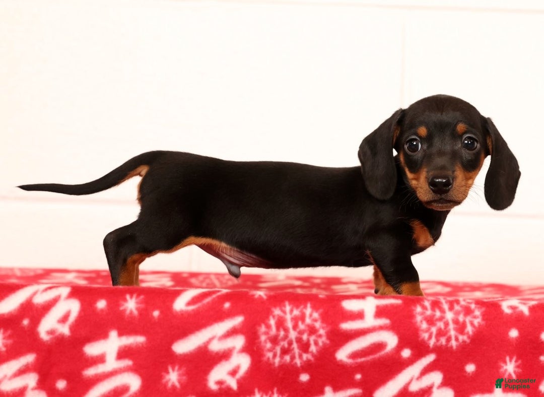 Miniature Dachshund dogs for sale: Henry - Ad 2
