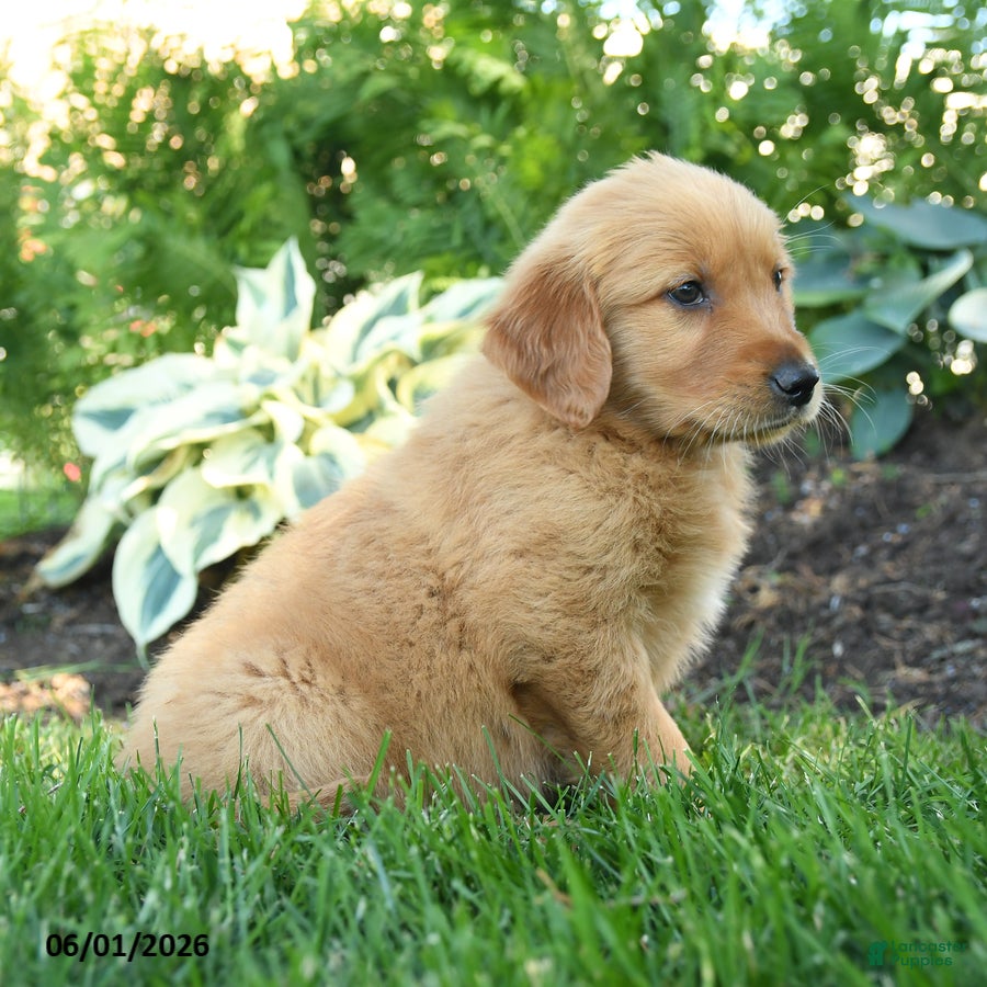 Golden Retriever dogs Jax - Ad 2