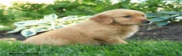 Golden Retriever dogs for sale: Jax - Ad 2