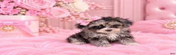 Toy Poodle dogs for sale: Merle Poodle 1 - Ad 3