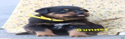 Rottweiler dogs for sale: Gunner - Ad 3