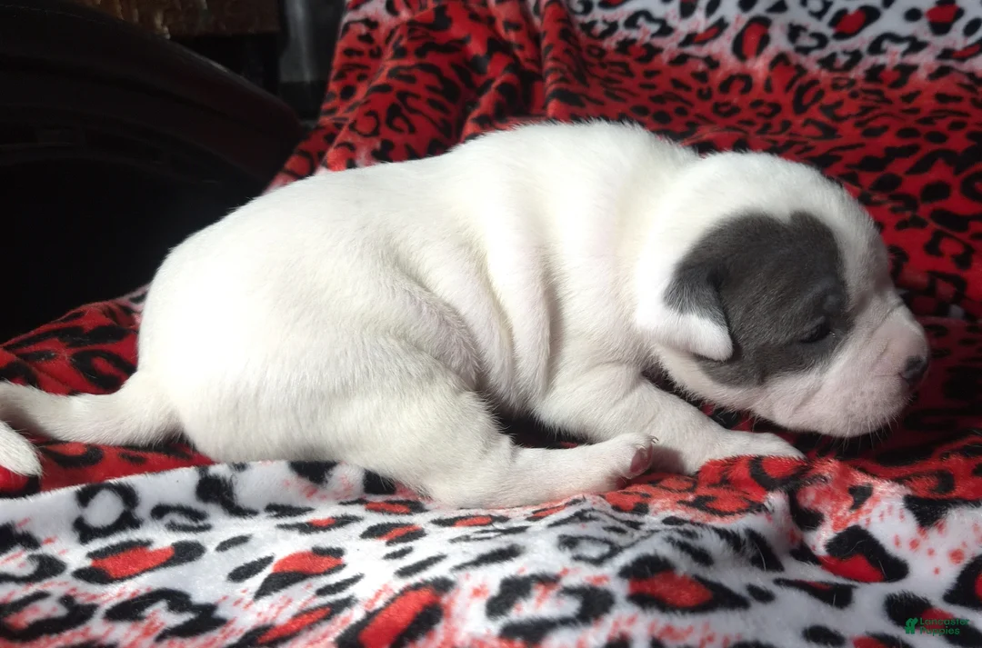 American Bully dogs for sale: "CHRISTINA AGUILERA" - Ad 2