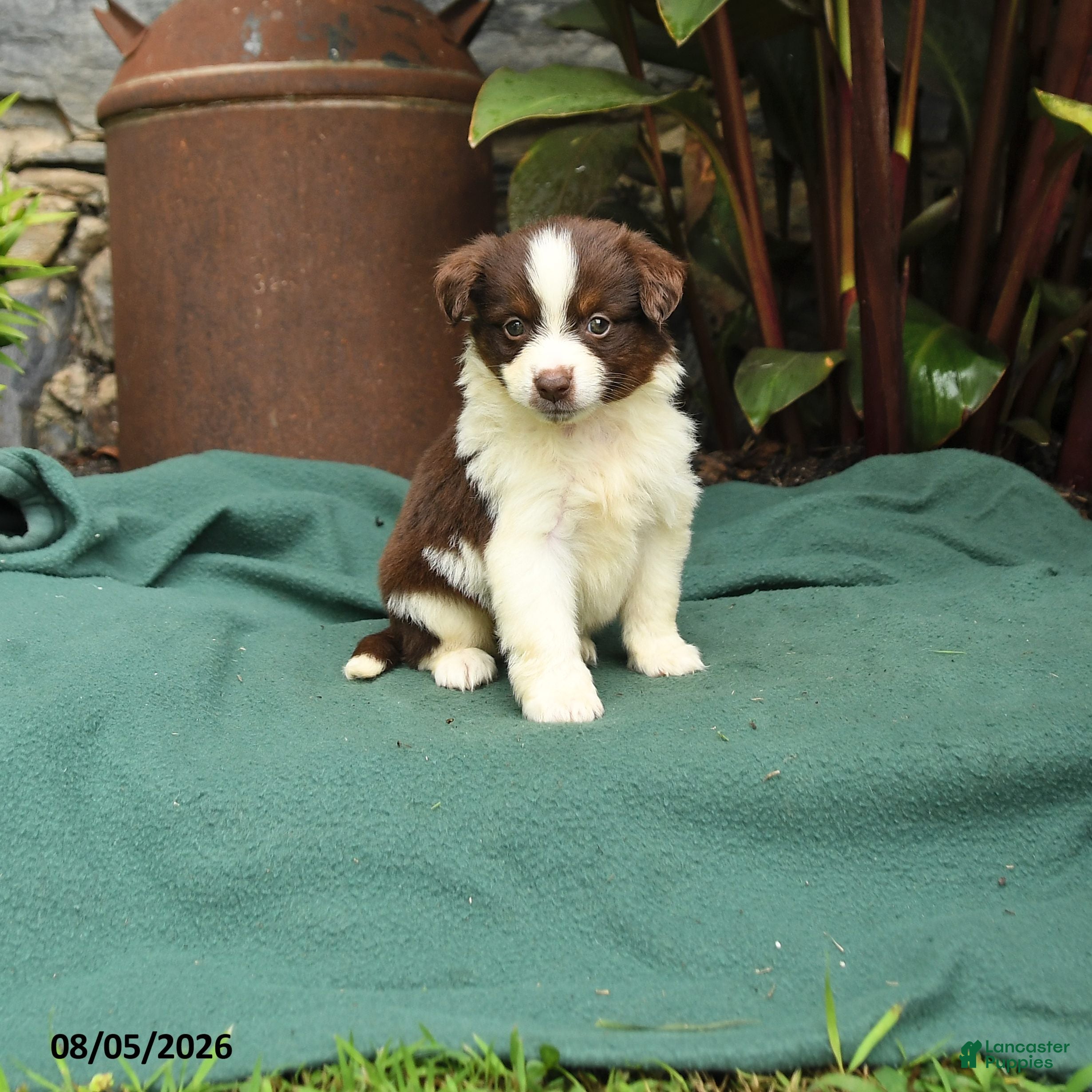 Miniature Australian Shepherd dogs Sabrina - Ad 1