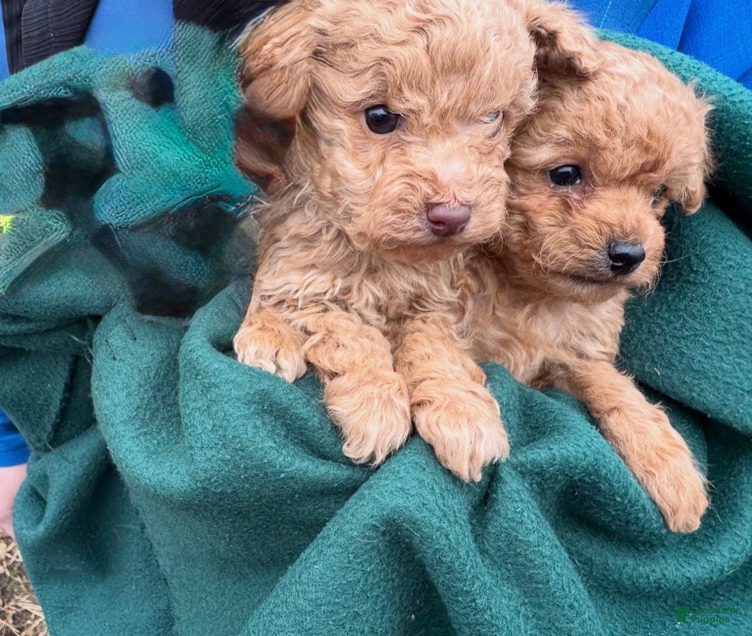 Toy Poodle dogs for sale: Dotty - Ad 2