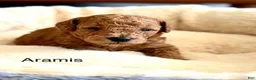 Toy Poodle dogs for sale: Aramis - Ad 6
