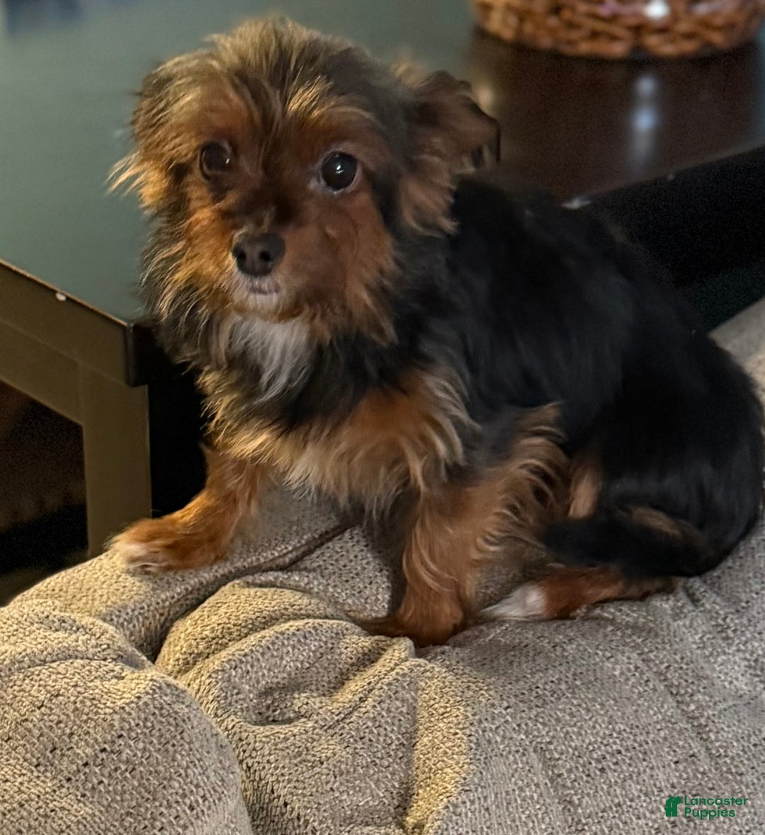 Yorkshire Terrier dogs for sale: Yorkshire Terrier Puppy 1 - Ad 2