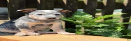 Australian Cattle Dog dogs for sale: Duke - Ad 1
