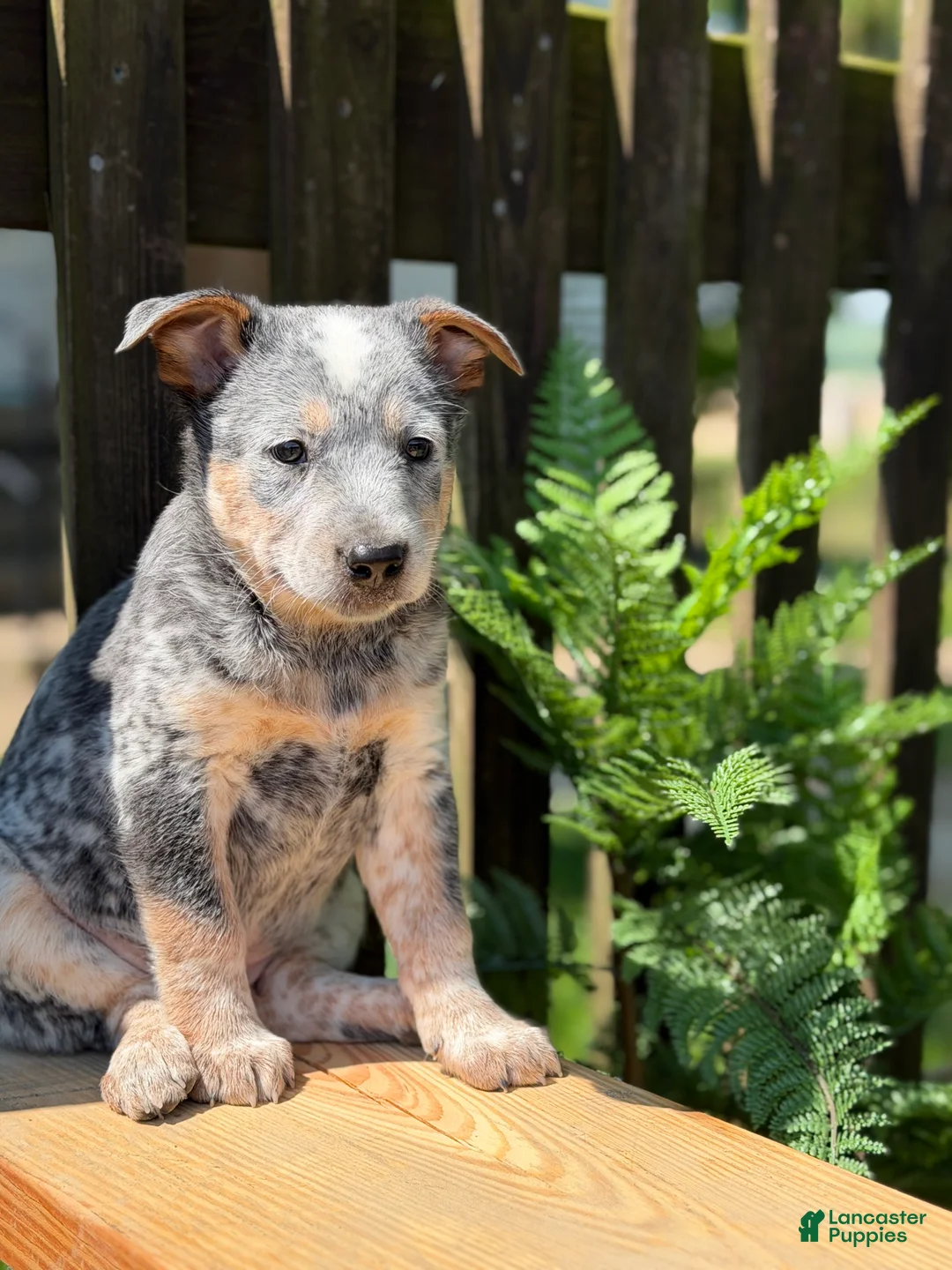 Australian Cattle Dog dogs for sale: Duke - Ad 1