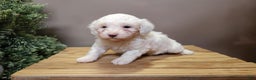 Mini Bernedoodle dogs for sale: Flake - Ad 4