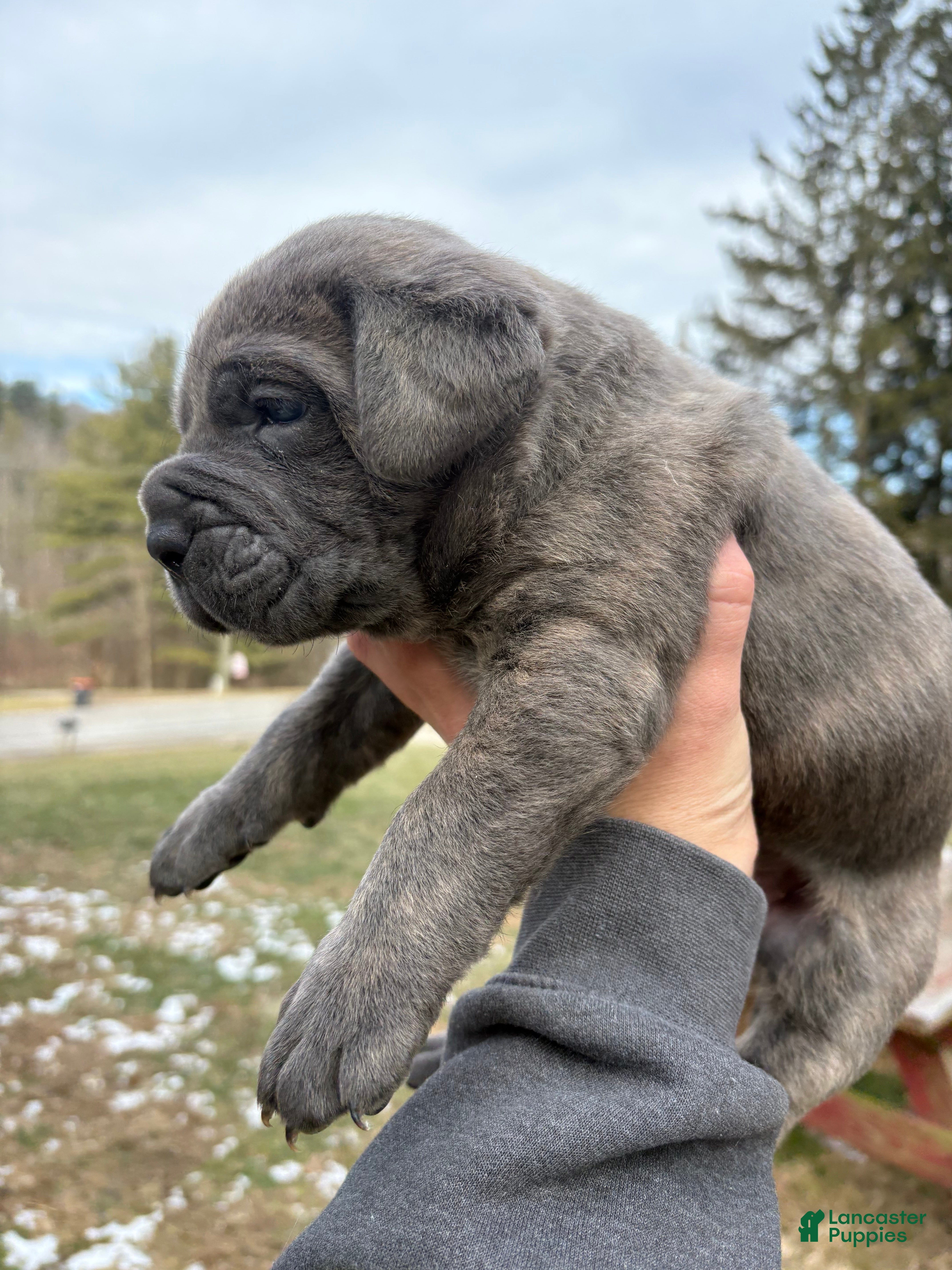 Cane Corso dogs Cane Corso Puppy 1 - Ad 1