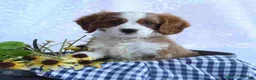 Cavapoo dogs for sale: Cavapoo 2 - Ad 3