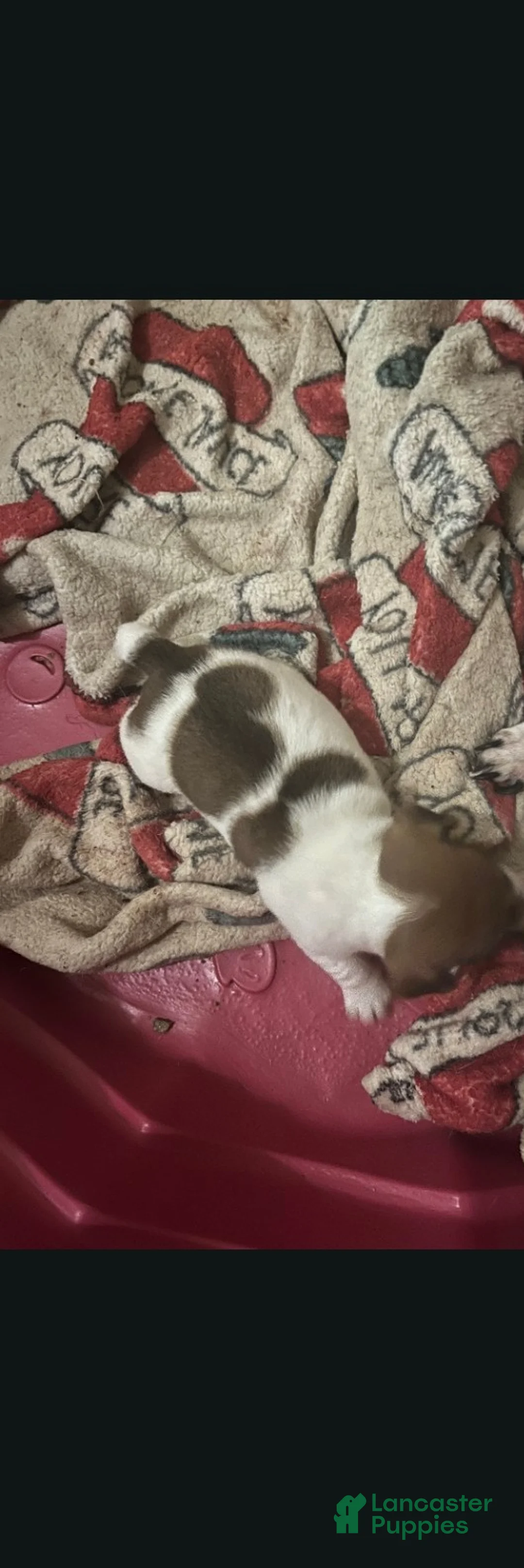Jack Russell Terrier dogs for sale: Jack Russell Terrier (Male) - Ad 2