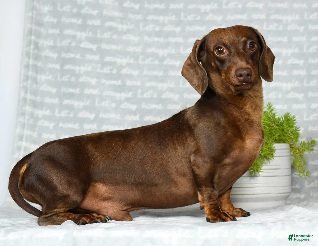 Miniature Dachshund dogs for sale: Ronnie - Ad 11