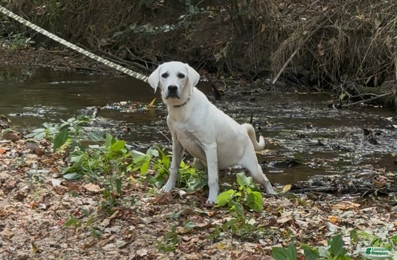 Labrador Retriever dogs for sale: Labrador Retriever Jack - Ad 1