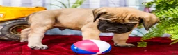 English Mastiff dogs for sale: Major - Ad 4