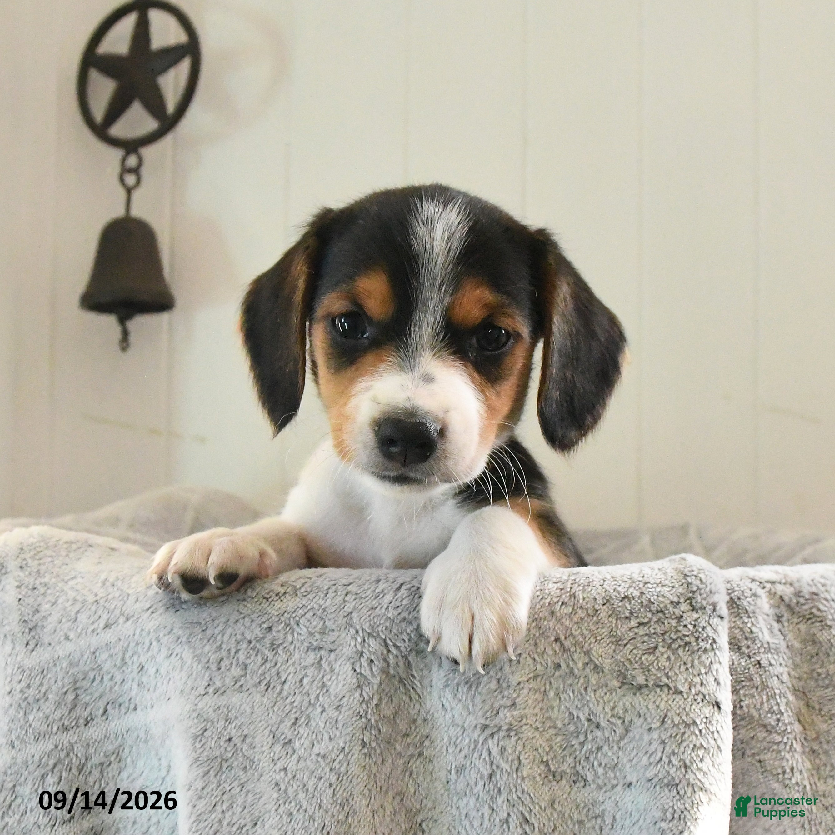 Mixed Breed dogs Smartie - Ad 1