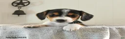 Mixed Breed dogs for sale: Smartie - Ad 1