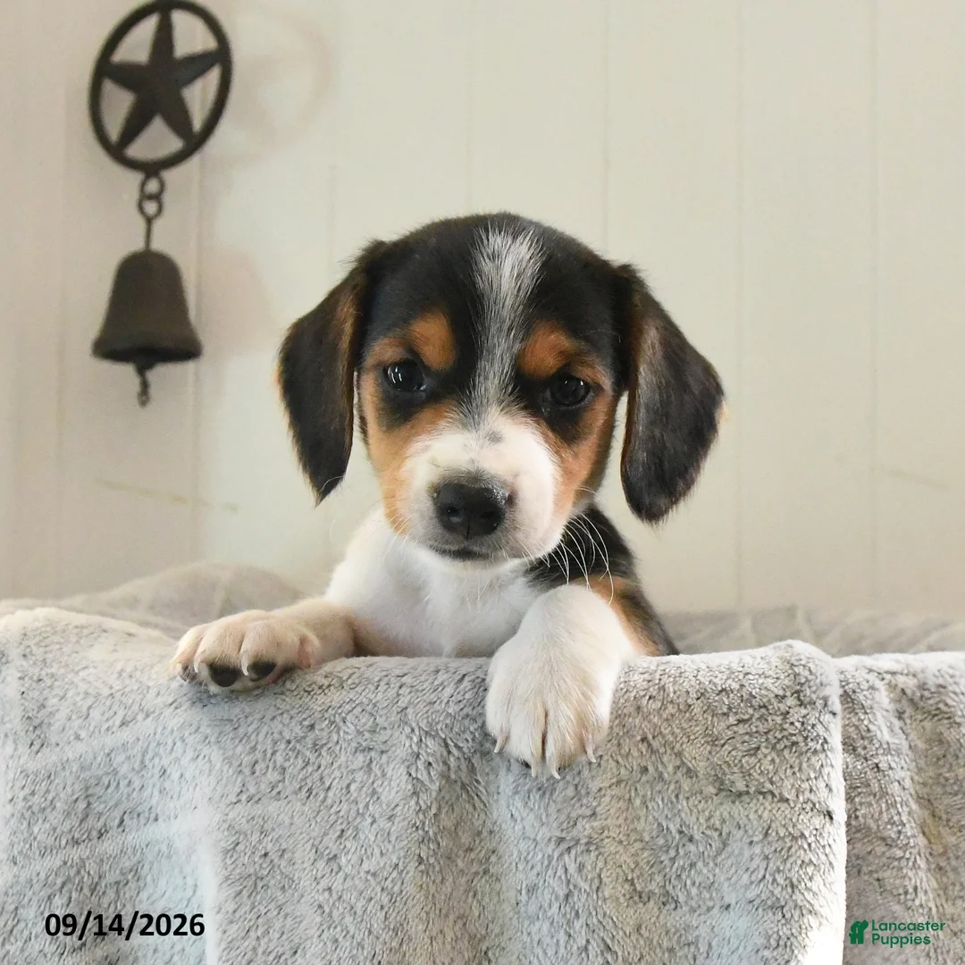 Mixed Breed dogs for sale: Smartie - Ad 1